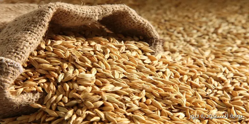 رفيع وعريض الحبة .. سعر طن الأرز الشعير اليوم الاحد 2025/9/7 في الأسواق المصرية
