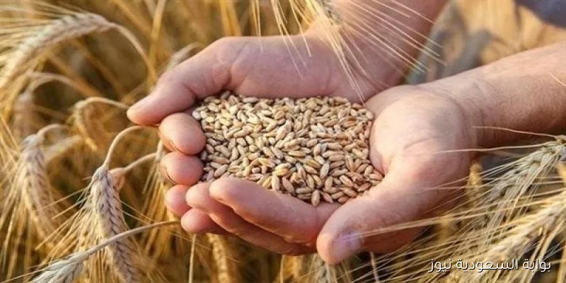 عريض ورفيع الحبة .. سعر طن الأرز الشعير اليوم الاثنين 2025/9/1 في الأسواق المصرية