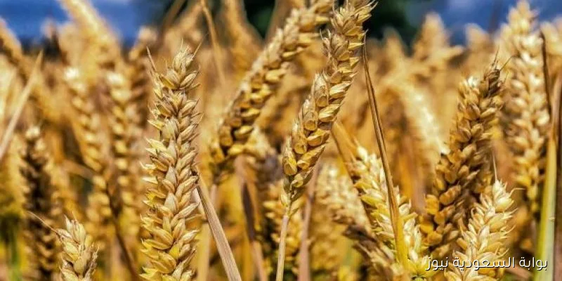 سعر طن الأرز الشعير اليوم الأحد 14 سبتمبر 2025 في مصر للتجار والمستهلكين